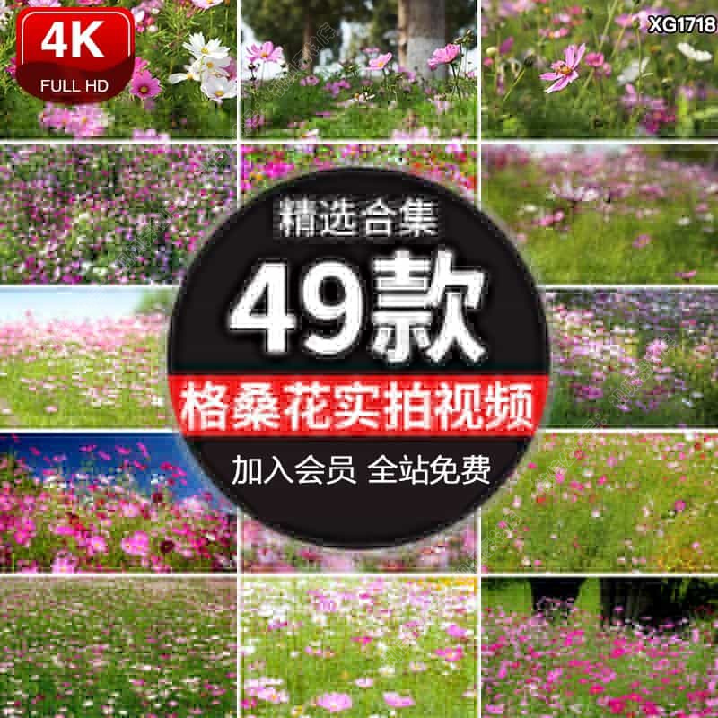 春天格桑花海唯美自然风景盛开格桑花鲜花花朵实拍背景短视频素材