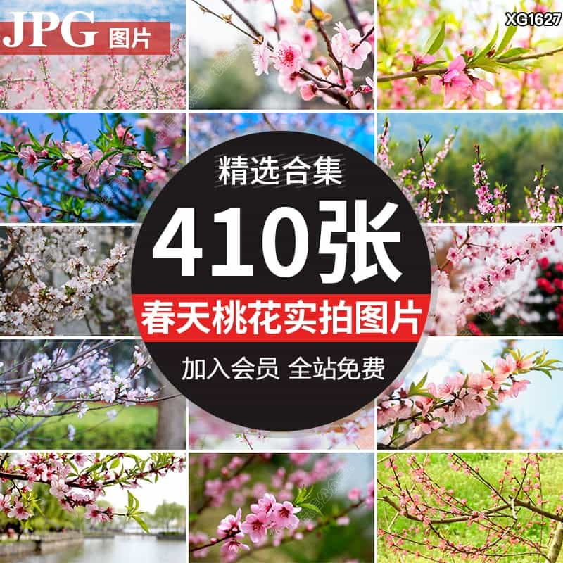 春天桃花花瓣花卉花朵盛开植物春意春暖花开春季鲜花高清图片素材