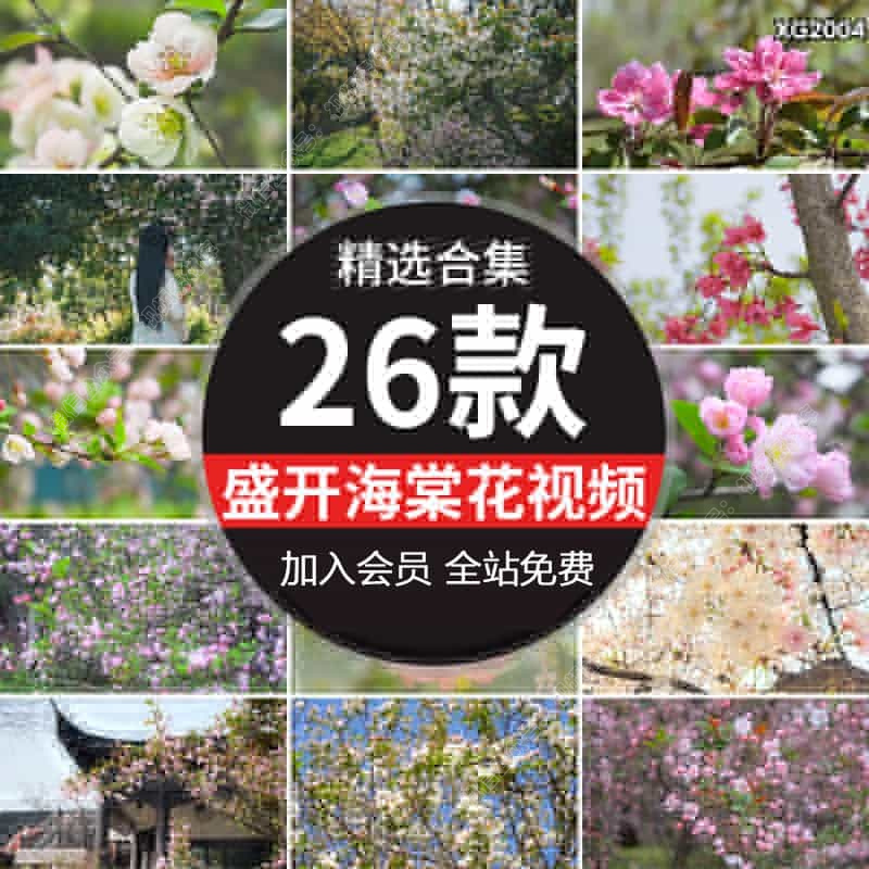 春天海棠花盛开春季植物自然风景春暖花开花朵特写实拍短视频素材