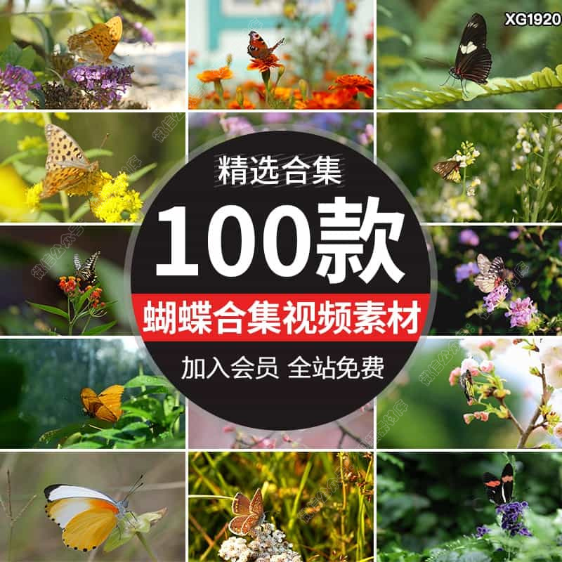 春天蝴蝶觅食采蜜花朵花开大自然蝴蝶飞舞春意盎然实拍短视频素材