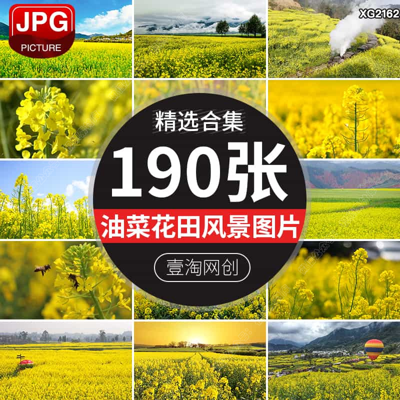 春季油菜花田地唯美金黄色花卉盛开花海田园农田春天风景图片素材