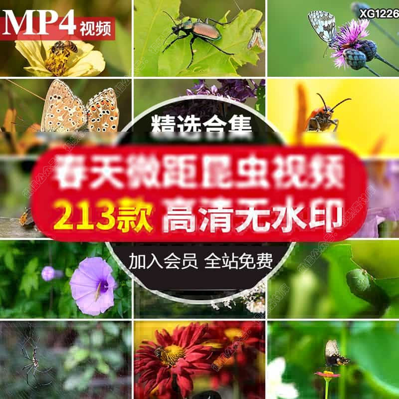 春暖花开微距昆虫蜗牛蜜蜂花朵蜘蛛网小虫子特写大自然短视频素材