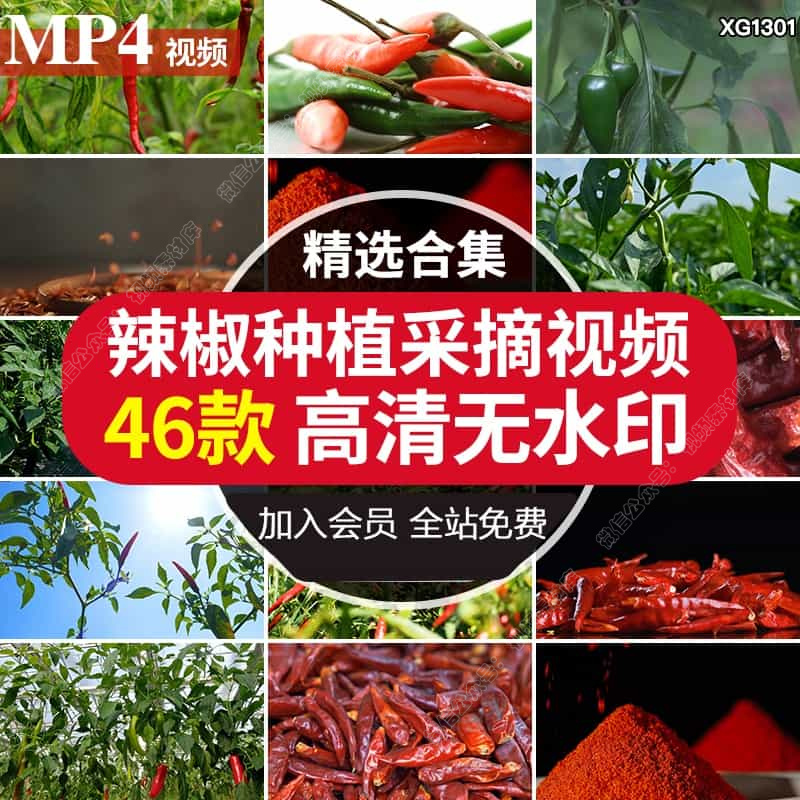 晾晒干红辣椒农业种植采摘收获小米辣椒青辣椒菜椒辣椒面视频素材