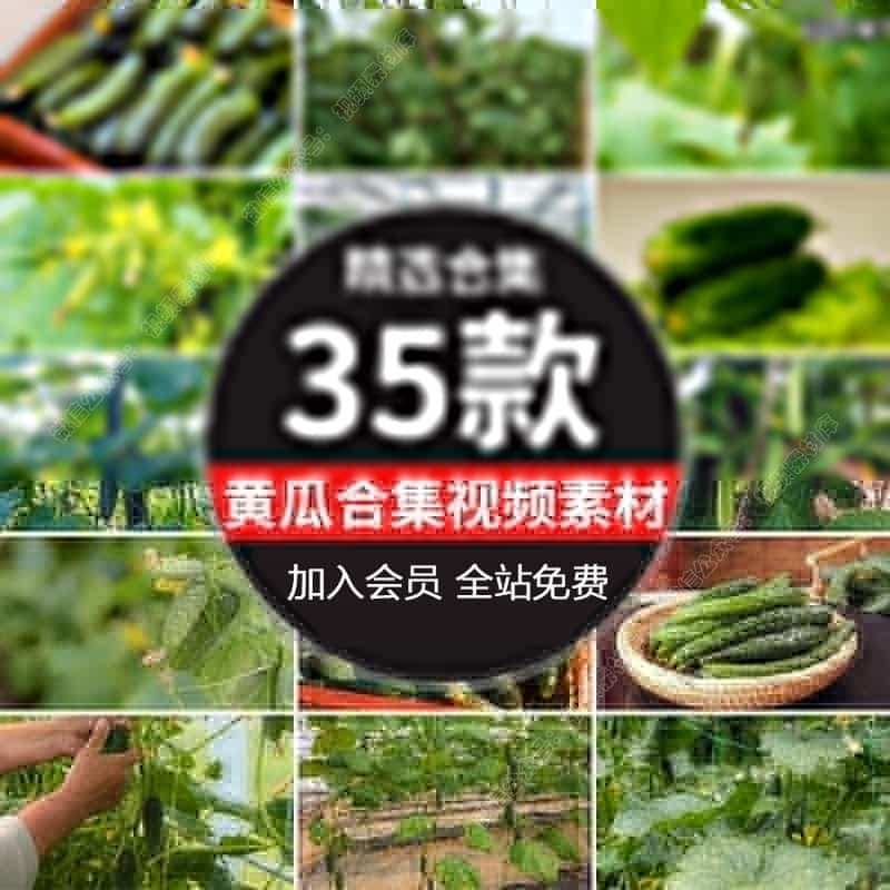 有机水果黄瓜大棚种植采摘收获现代农业绿色蔬菜黄瓜实拍视频素材