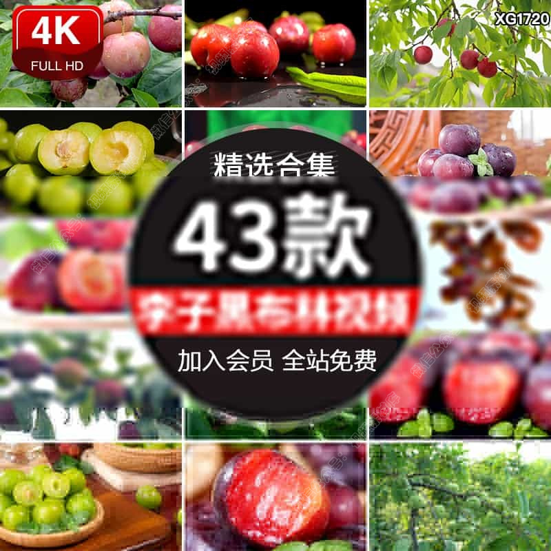 李子水果青李子青脆红肉黑布林果园果树成熟李子采摘实拍视频素材