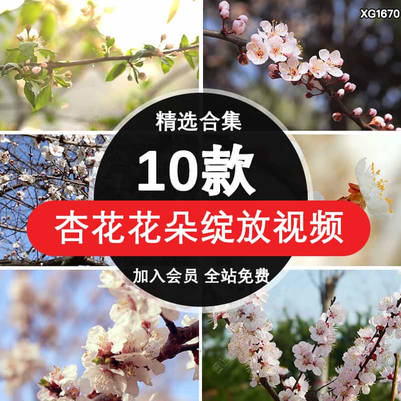杏花盛开春暖花开花朵花苞粉色杏花绽放春天自然空境实拍视频素材