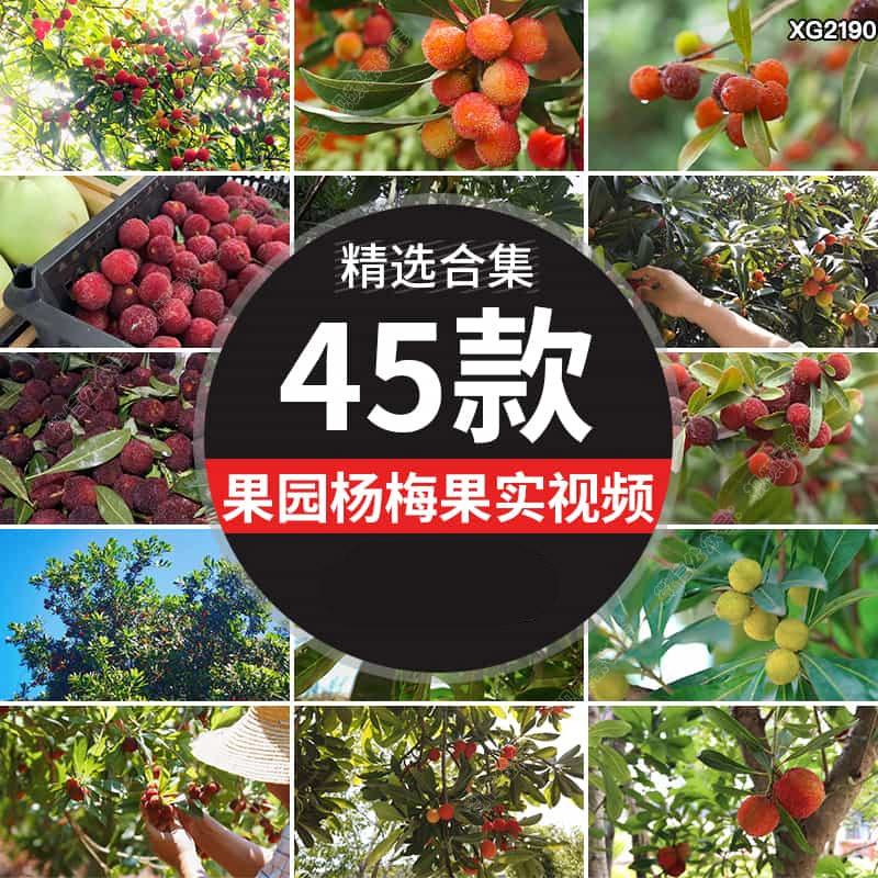 杨梅树果实成熟丰收采摘果园果树水果夏天枝头杨梅园实拍视频素材