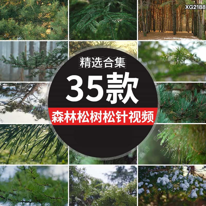 松树松针特写森林树意境自然风景空镜积雪松树枝水滴实拍视频素材