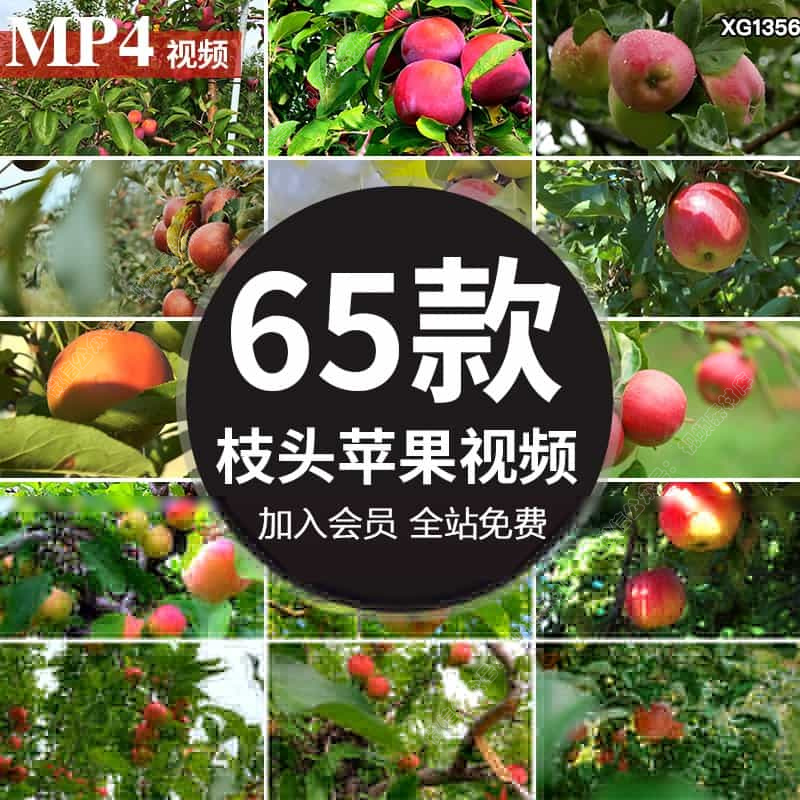果园成熟苹果树枝头青红苹果特写镜头采摘水果高清实拍短视频素材