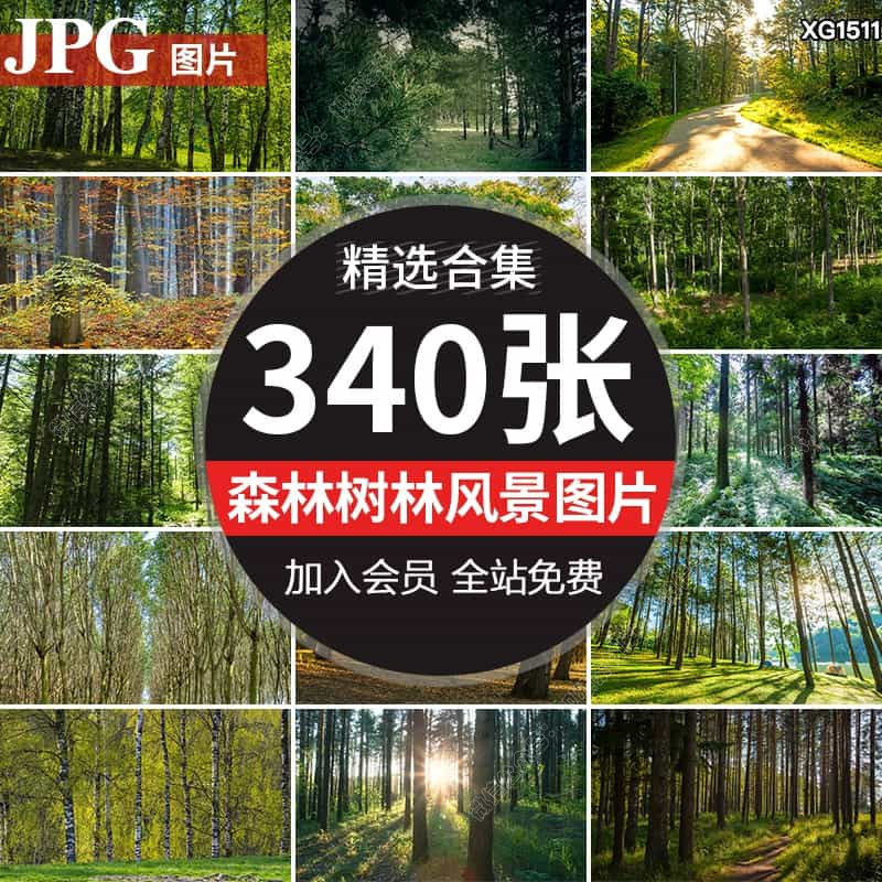 树林原始森林阳光穿透过绿叶绿色大树大自然风景直播背景图片素材