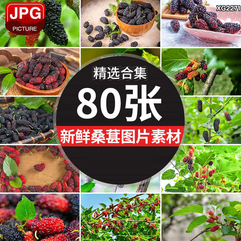 桑葚黑桑葚子桑果桑叶桑树果实特写新鲜水果浆果农产果园图片素材