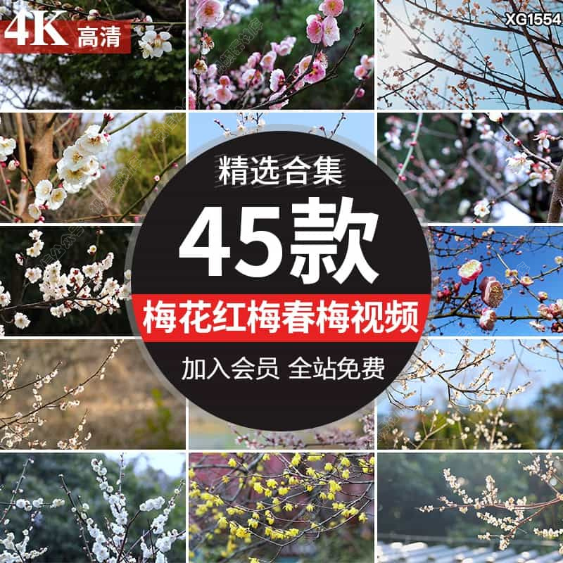 梅花园梅林寒梅春梅腊梅观赏花朵盛开绽放特写高清实拍短视频素材