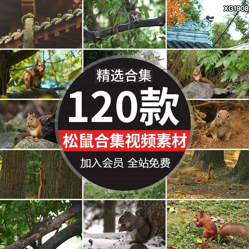 森林松鼠吃松果觅食特写树枝红松鼠树上小松鼠实拍高清短视频素材