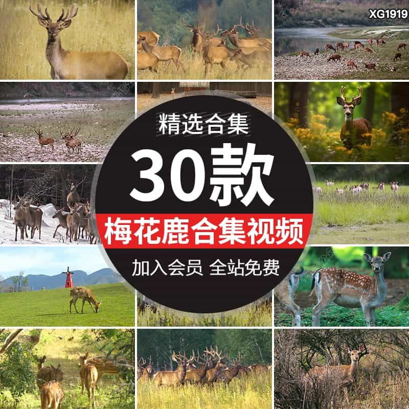 森林梅花鹿野生动物马鹿群红鹿野外觅食动物园高清实拍短视频素材