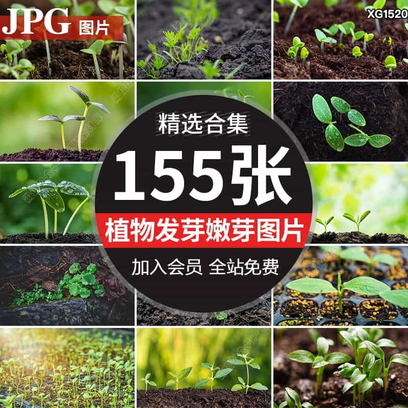 植物发芽生长种子发芽春天幼苗土壤生长嫩苗嫩芽希望抖音图片素材