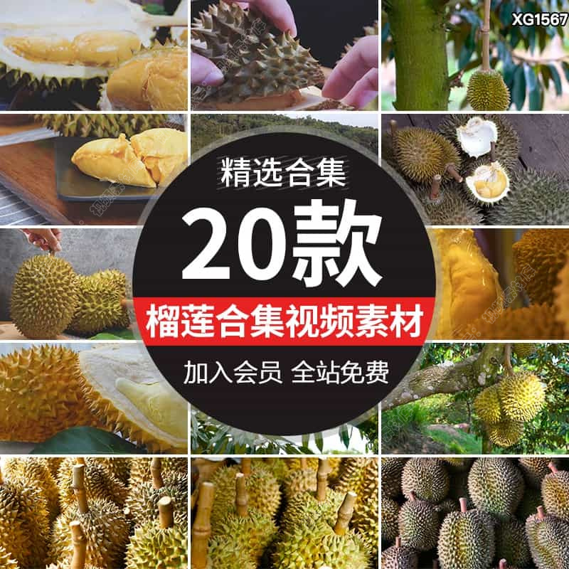 水果榴莲种植园采摘马来西亚成熟榴莲树掰开果肉果实剪辑视频素材