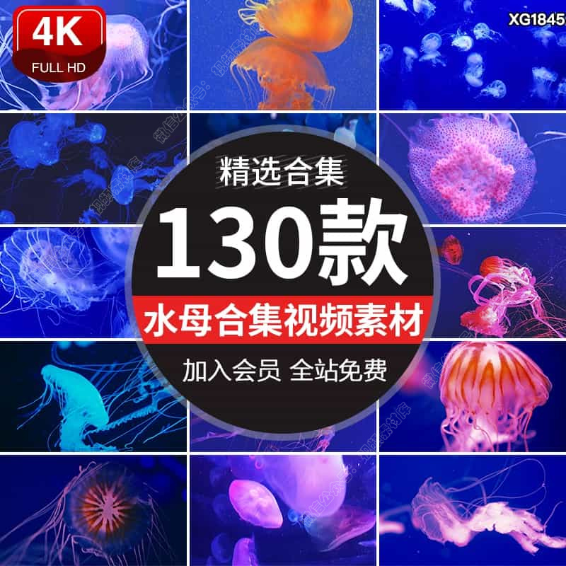 水母海洋动物蓝色半透明生物发光水母海底水中游动实拍短视频素材