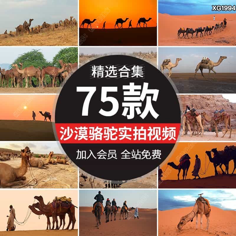 沙漠骆驼商队行走夕阳大漠丝绸之路运输队伍经济商贸驼队视频素材