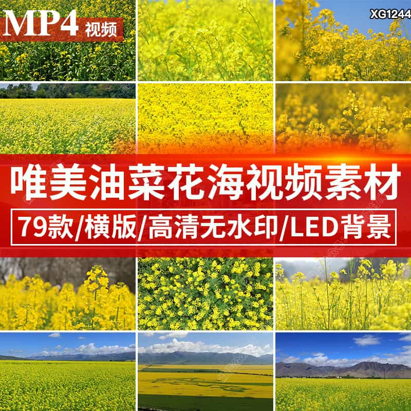 油菜花唯美大自然春天金色花海田园风景LED高清动态背景视频素材