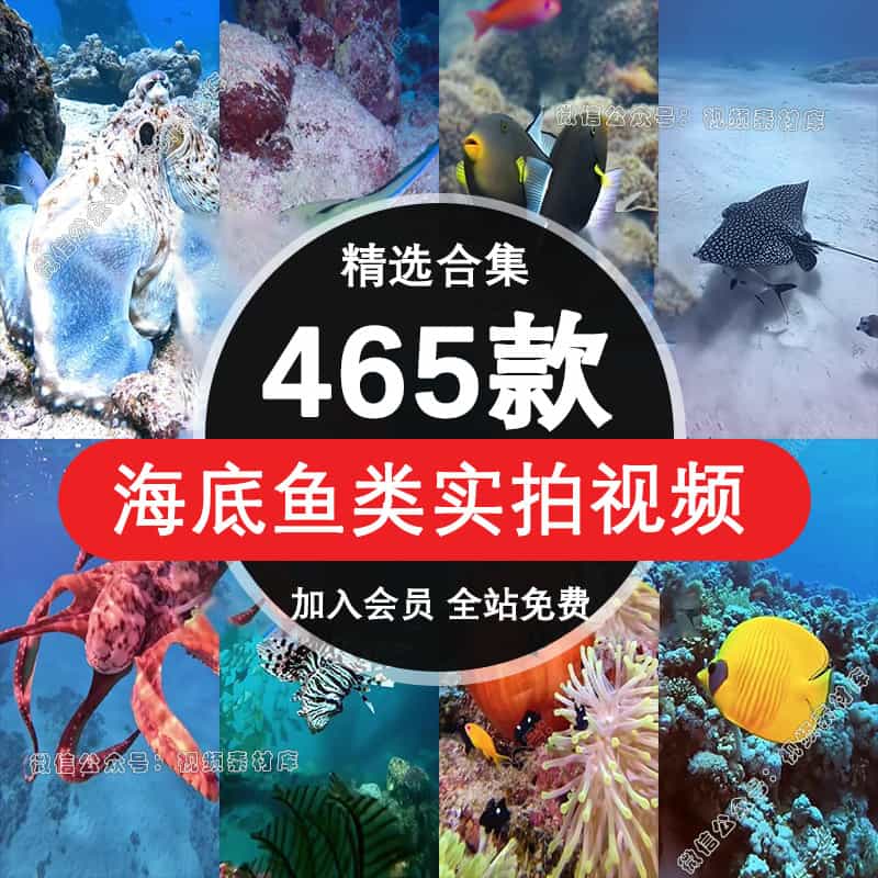 海底鱼类实拍海洋生物珊瑚海鱼风景风光高清竖屏短视频混剪辑素材
