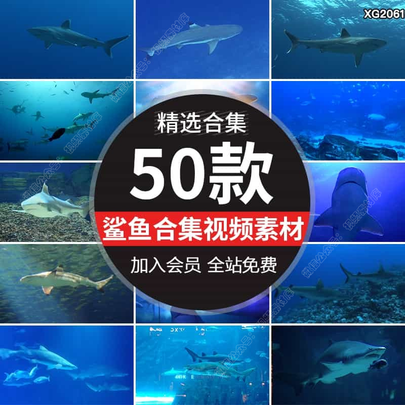 海底鲨鱼海洋动物鱼群游动特写大海深水下生物生态实拍短视频素材