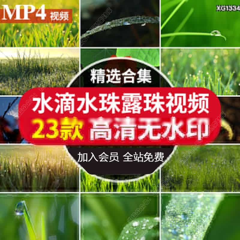 清晨透射挂着露珠野草叶草地晶莹剔透露水珠青草自然清新视频素材
