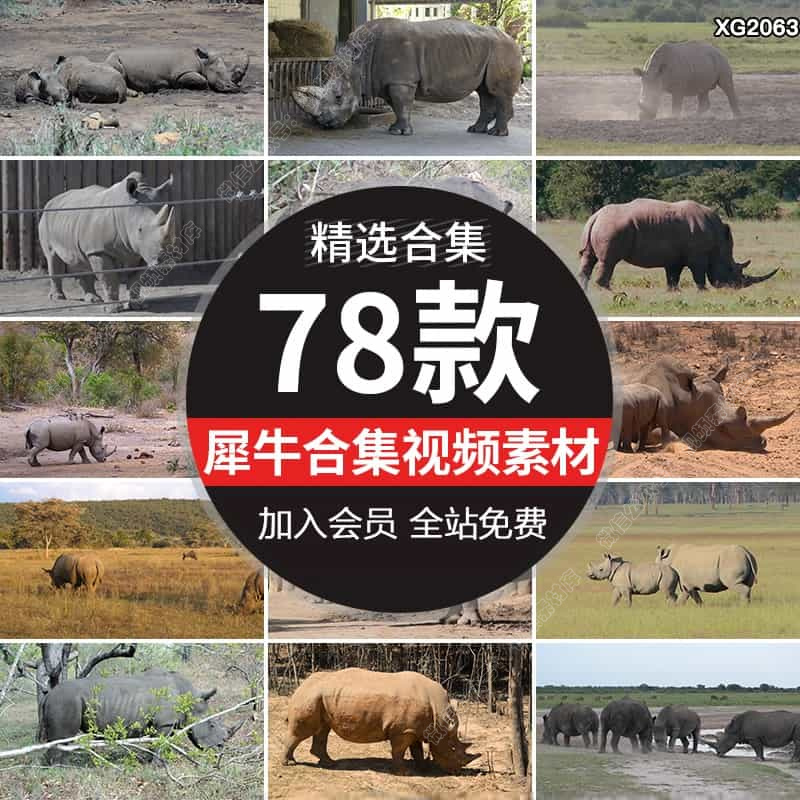 犀牛动物吃草白犀牛泥坑水坑玩耍动物园高清实拍剪辑视频素材