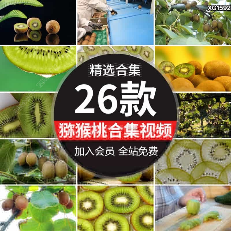 猕猴桃奇异果切开水果种植园农场树上结果丰收高清实拍短视频素材