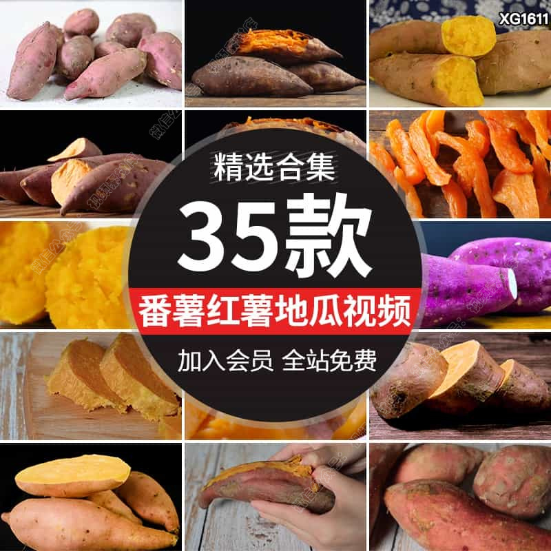 番薯地瓜红薯蜜薯农业田地山芋种植红苕甘薯丰收高清实拍视频素材