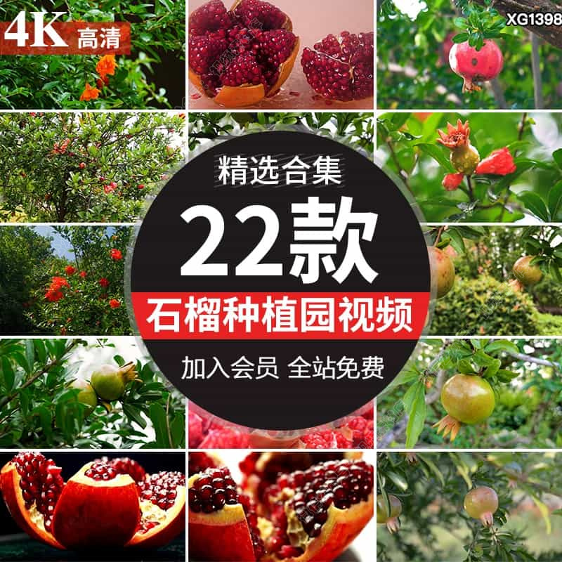 石榴种植园高清水果软籽成熟红石榴树上石榴花朵果实特写视频素材