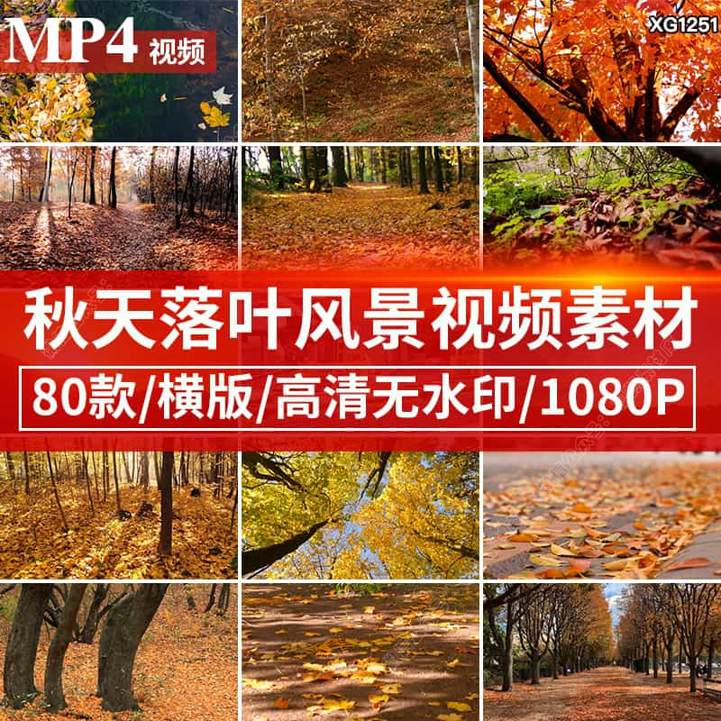 秋天风景唯美伤感怀旧落叶红叶树木枫叶凋零飘落自媒体短视频素材