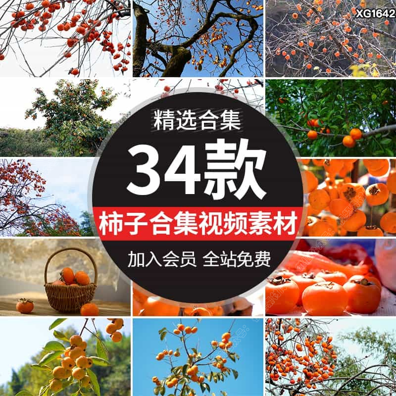 秋季柿子果园柿果成熟柿子树枝头果实晾晒干柿饼丰收实拍视频素材