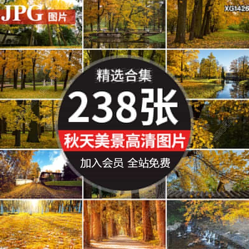 秋季秋天深秋红叶银杏枫叶落叶树林小路道路自然美景风景高清图片