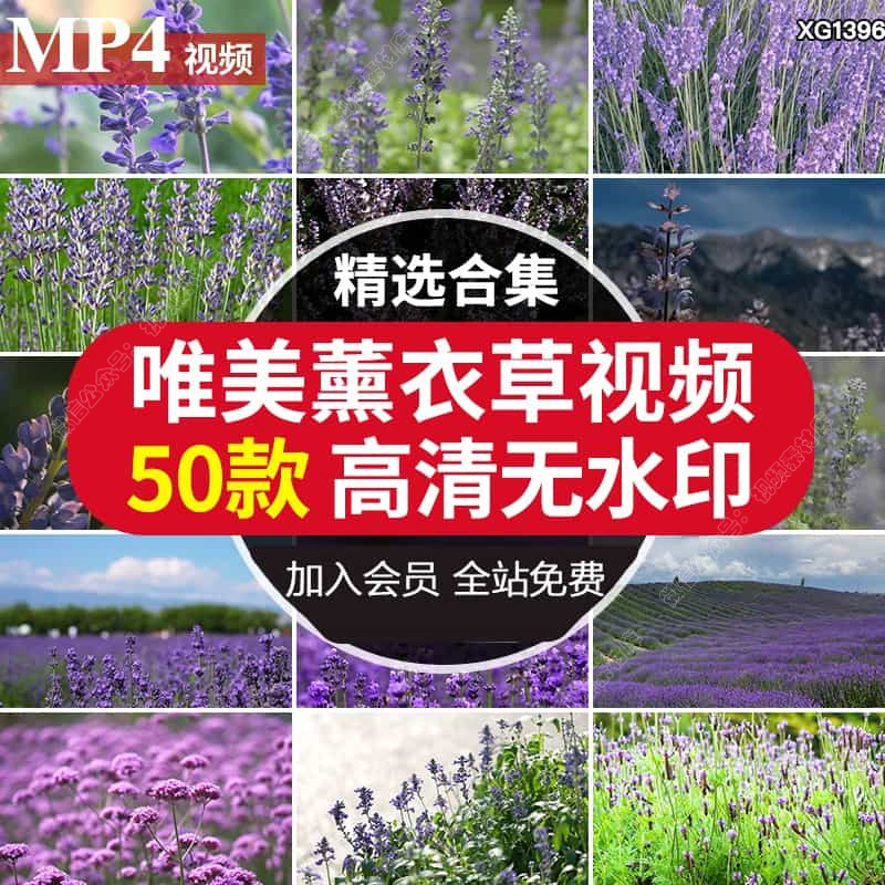 紫色薰衣草唯美花海庄园自然农田风景剪辑LED背景大屏幕视频素材
