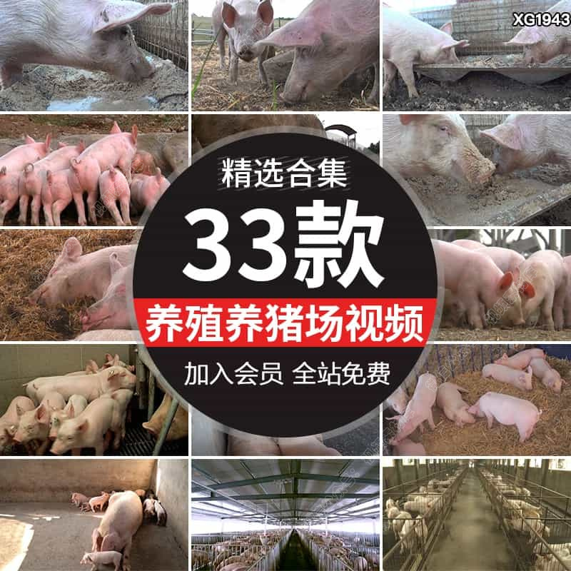 养猪场猪圈养殖业小猪仔饲养生猪肉猪畜牧业实拍高清剪辑视频素材