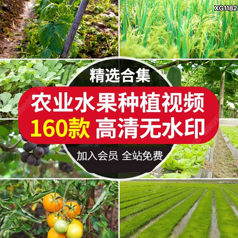 农业秋季丰收发展麦田麦苗麦穗青金色小麦子成熟手捧粮食视频素材