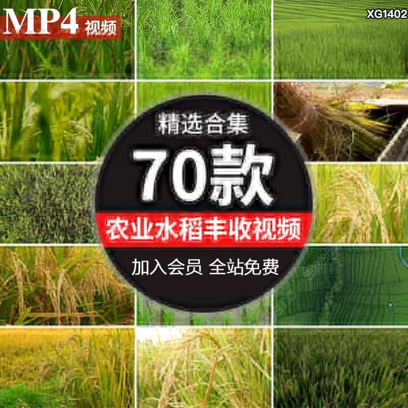 农业水稻秋天丰收插秧稻谷秋季收割收获稻穗特写秧苗稻田视频素材
