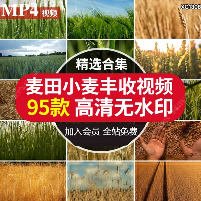 农业发展水稻小麦玉米蔬菜水果种植大棚生态绿色有机蔬菜剪辑素材