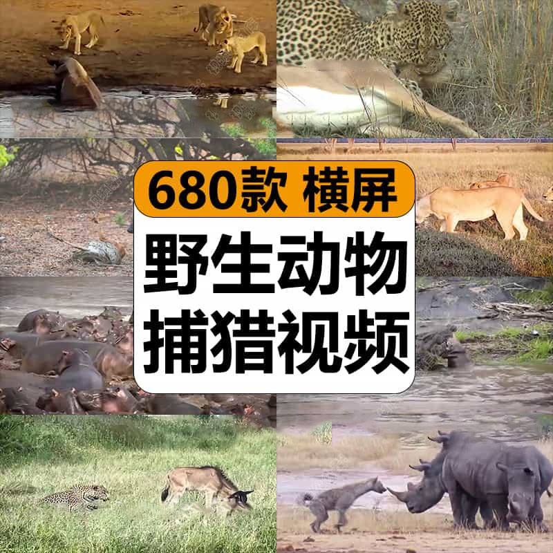 动物狩猎觅食打斗厮杀捕猎瞬间纪录片高清中视频计划解说素材