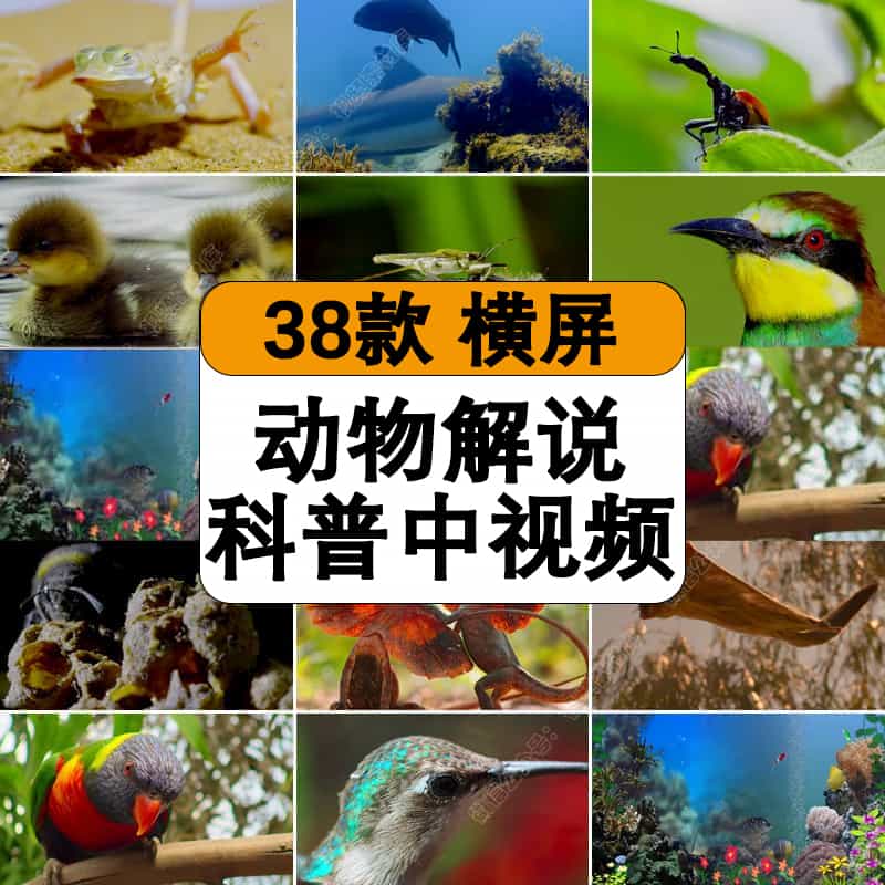 动物猎捕经典科普类中视频计划解说高清无水印视频剪辑素材