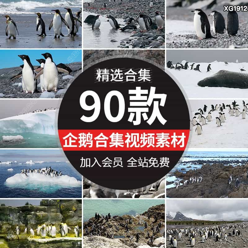 南极企鹅冰山冰川冰层冰原雪山企鹅特写野生动物世界实拍视频素材