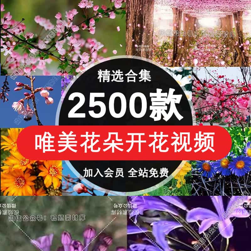 唯美丽花朵短视频素材室外鲜花卉春暖花开风景特写高清无水印剪辑