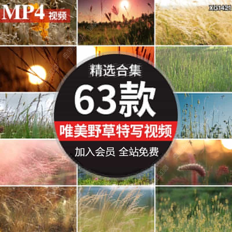唯美春天清新野草枯野花秋天夕阳日落治愈系自然植物风景视频素材