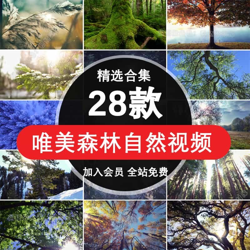 唯美清新树叶森林阳光镜头树林绿色环保清晨高清视频素材【016期】