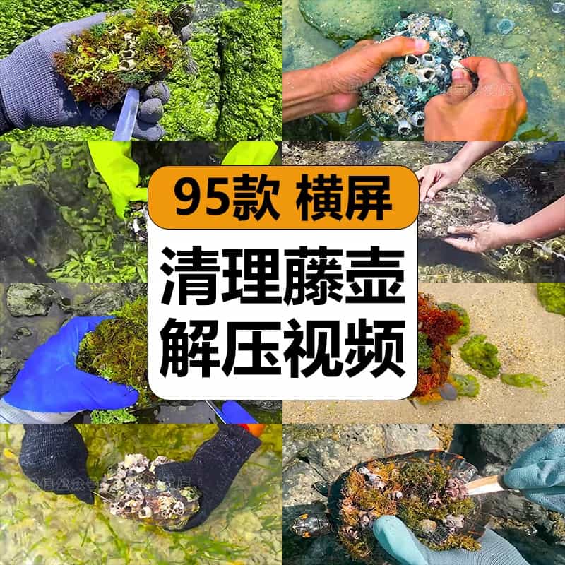 人工清理去除海龟藤壶手刮乌龟背部治愈解压高清视频小说推文素材