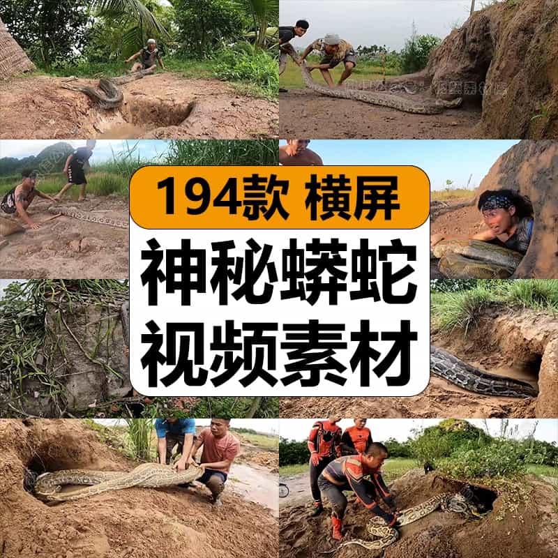 国外乡村户外神秘蟒蛇趣味刺激新奇特热门无人直播高清中视频素材