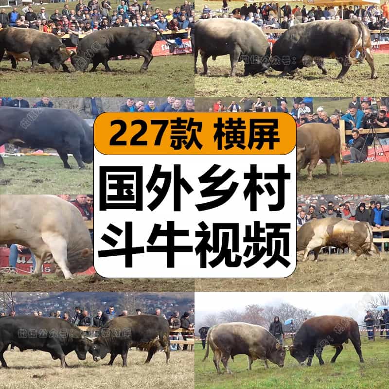 国外乡村斗牛比赛猎奇有趣味热门无人直播中视频计划解说高清素材