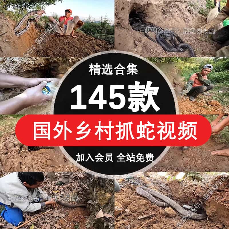 国外乡村田野抓捕蛇趣味捉蛇新奇特猎奇热门无人直播高清视频素材