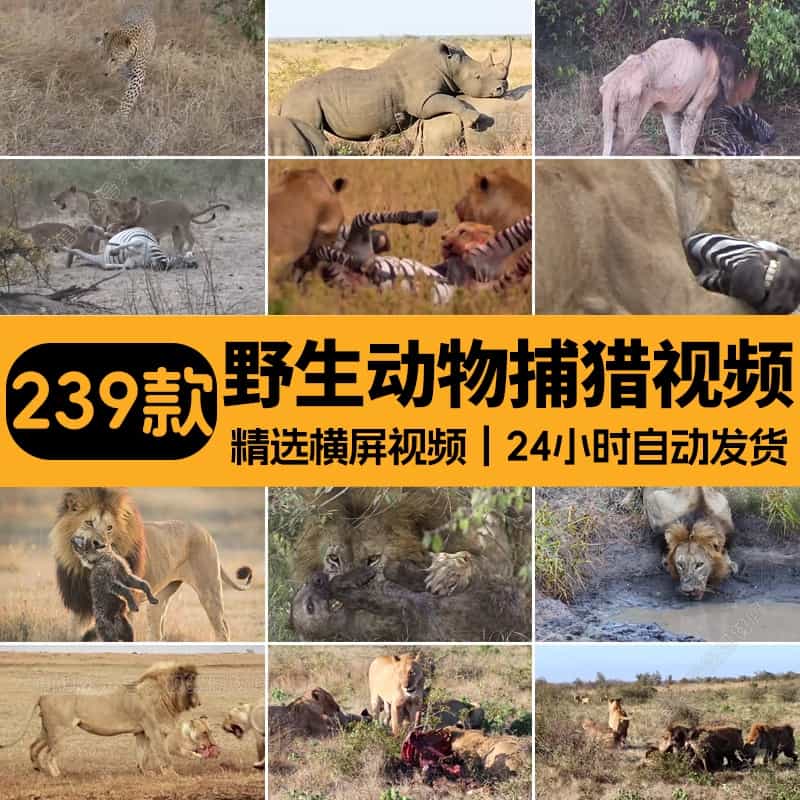 国外国野生动物觅食捕猎场面纪实片纪录片中视频解说高清剪辑素材
