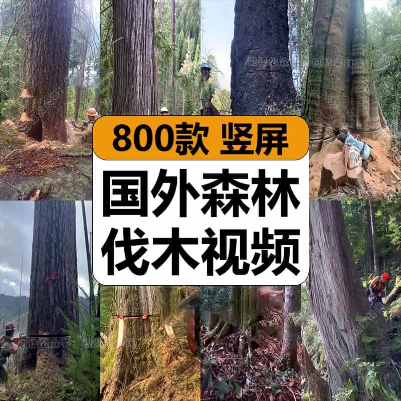 国外森林工人电锯砍伐大树木原声解压高清短视频竖屏小说推文素材